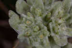 Bighead pygmycudweed